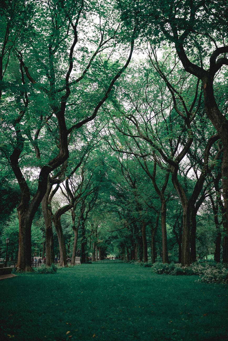 green grass near trees