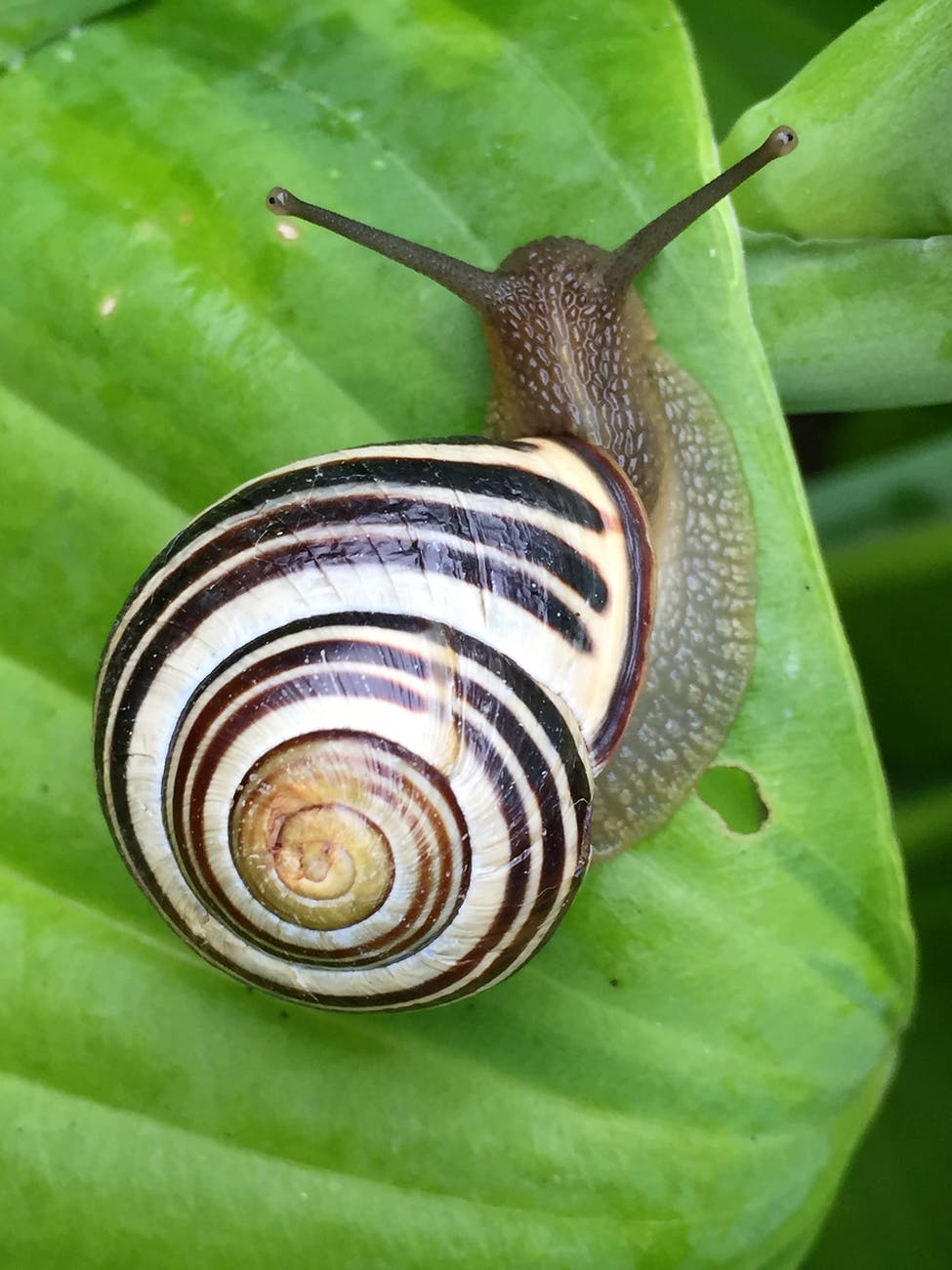 white black and brown snail on green leaf