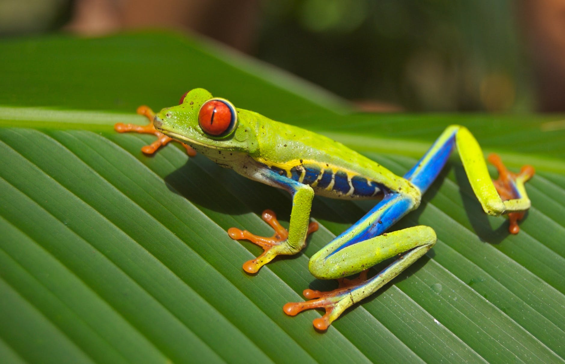 green blue yellow and orange frog on green leaf